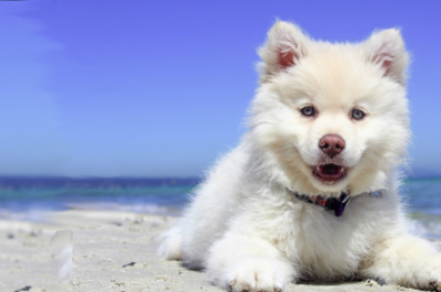 Pet Boarding And Daycare